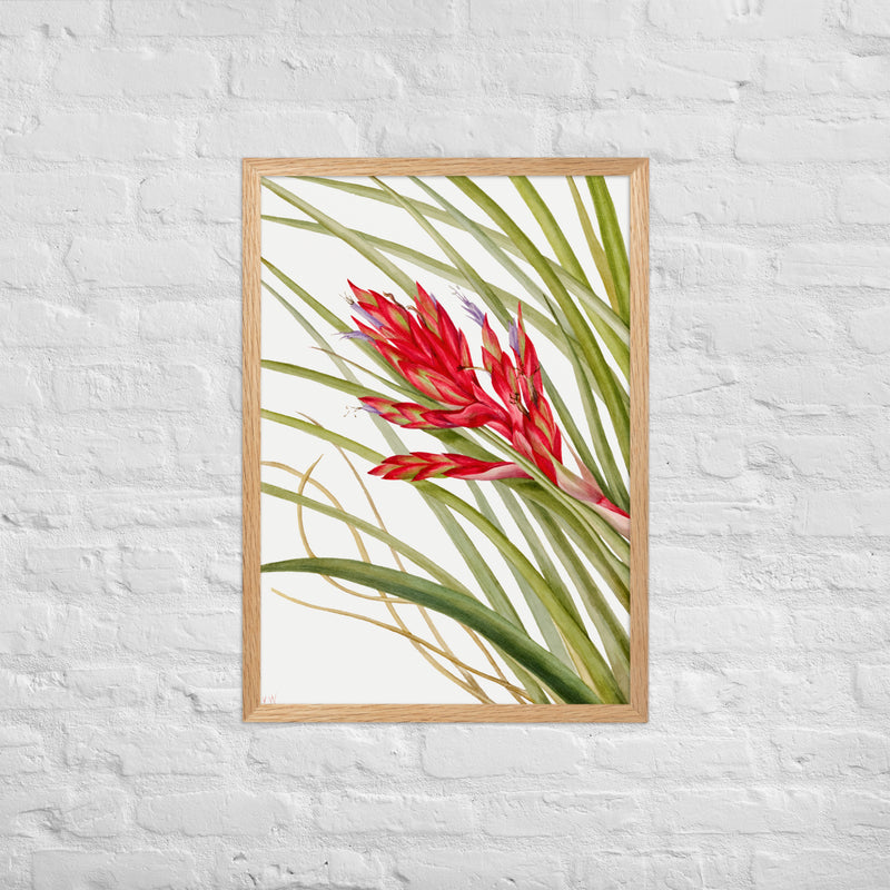 Quill Leaf Tillandsia blomsten - Plakat med indramning