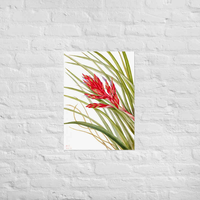 Quill Leaf Tillandsia blomsten - Plakat