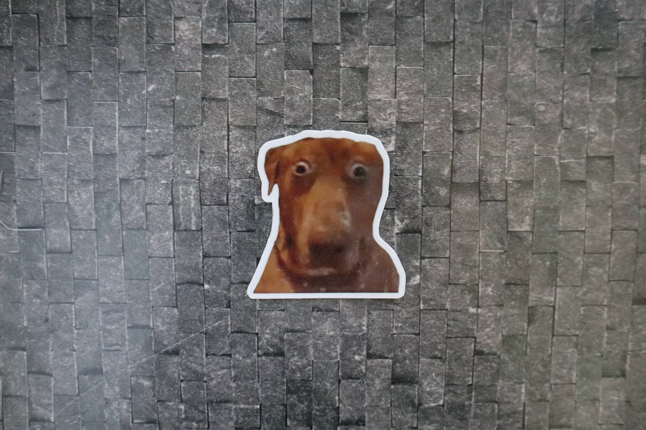Wide eye Hunden