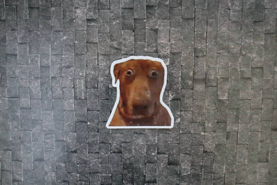 Wide eye Hunden
