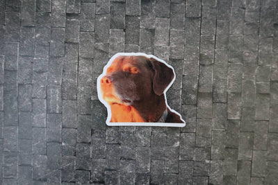 Let me know hund